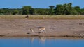 Two fighting black-faced impala antelopes dueling with their antlers at a waterhole in Etosha National Park, Namibia, Africa.