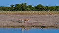 Two fighting black-faced impala antelopes dueling with their antlers at a waterhole in Etosha National Park, Namibia, Africa.