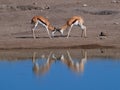 Two fighting black-faced impala antelopes dueling with their antlers at a waterhole reflecting in water in Etosha National Park.