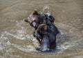 Two fighting brown bears