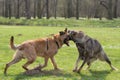 Two fighting dogs