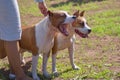 Two fighting dogs at the feet of the hostess close-up Royalty Free Stock Photo