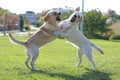 Two fighting dogs on the grass Royalty Free Stock Photo