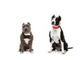Two fighting dogs Pit Bull and American Bull, isolated on white background Royalty Free Stock Photo