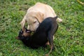 Two fighting dogs Royalty Free Stock Photo