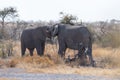 Two Fighting Elephants Royalty Free Stock Photo