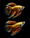 Two Fighting fish are scientifically known as Betta splendens.