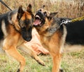 Two fighting german shepherd dogs Royalty Free Stock Photo