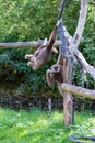 Two Fighting Gibbons swinging at each other Royalty Free Stock Photo