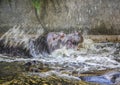 Two fighting hippos. Hippopotamus amphibius. South Africa animal. Royalty Free Stock Photo