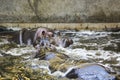 Two fighting hippos. Hippopotamus amphibius. South Africa animal.