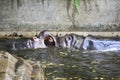 Two fighting hippos. Hippopotamus amphibius. South Africa animal. Royalty Free Stock Photo