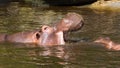 Two fighting hippos (Hippopotamus amphibius)