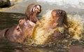 Two fighting hippos (Hippopotamus amphibius)