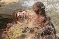 Two fighting hippos (Hippopotamus amphibius)