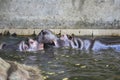 Two fighting hippos. Hippopotamus amphibius. South Africa animal. Royalty Free Stock Photo