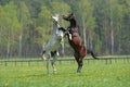 Two fighting horses Royalty Free Stock Photo