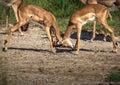 Two fighting Impalas in the savannah grass of the Bwabwata Nationalpark at Namibia