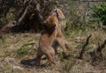 Two fighting little fox cubs