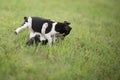 Two fighting puppies Royalty Free Stock Photo