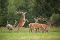 Two fighting red deer stags standing on back legs with antlers in velvet. Royalty Free Stock Photo