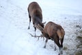 Two fighting red deerÃÂ´s Royalty Free Stock Photo