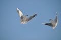 Two fighting sea gulls Royalty Free Stock Photo