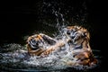 Two fighting tigers Royalty Free Stock Photo