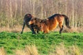 Two fighting wild brown Exmoor ponies, against a forest and reed background. Biting, rearing and hitting. autumn colors