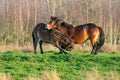 Two fighting wild brown Exmoor ponies, against a forest and reed background. Biting, rearing and hitting. autumn colors