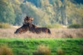 Two fighting wild brown Exmoor ponies, against a forest and reed background. Biting, rearing and hitting. autumn colors