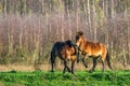 Two fighting wild brown Exmoor ponies, against a forest and reed background. Biting, rearing and hitting. autumn colors