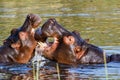 Two fighting young male hippopotamus Hippopotamus