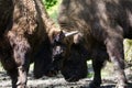 Two fighting bisons in the old forest Royalty Free Stock Photo