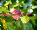 Two figs on branch growing on the tree. Royalty Free Stock Photo