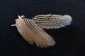 Two filigree, decorative,white speckled feathers of a guinea fowl