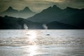 Two fin whales spouting off mountainous East Greenland coast Royalty Free Stock Photo