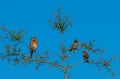 Two Finches and a Bluebird Royalty Free Stock Photo