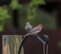 Two Finches Perched on Metal Pole Royalty Free Stock Photo