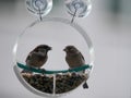 Two finches sharing a window feeder