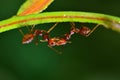 Two fire ant Solenopsis hanging on leaf touching together