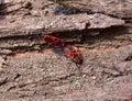 Two fire bugs on bark Royalty Free Stock Photo