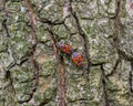 Firebug on the bark of the lime tree. Firebugs generally mate in April and May. Their diet consists primarily of seeds Royalty Free Stock Photo