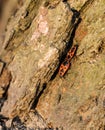 Two Firebugs mating on a dry brown bark of a tree in early spring Royalty Free Stock Photo