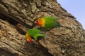 Two Fischer`s lovebird Agapornis fischeri