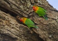 Two Fischer`s lovebird Agapornis fischeri