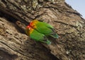 Two Fischer`s lovebird Agapornis fischeri