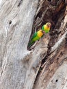 Two Fischer`s lovebirds in a tree trunk Royalty Free Stock Photo