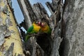 Two Fischer`s Lovebirds Agapornis fischeri