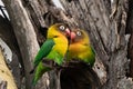 Two Fischer`s Lovebirds Agapornis fischeri